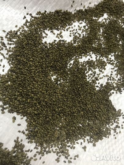 Семена многолетних и однолетних трав,пастбищные