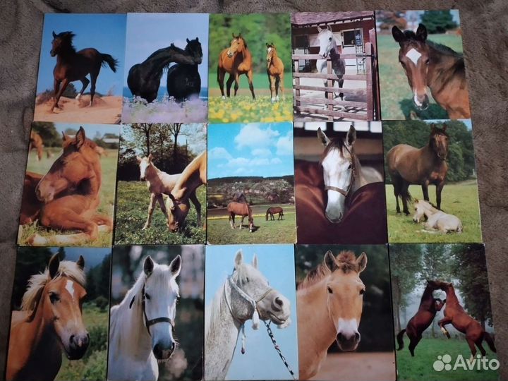 Открытки с лошадьми. Обновлено