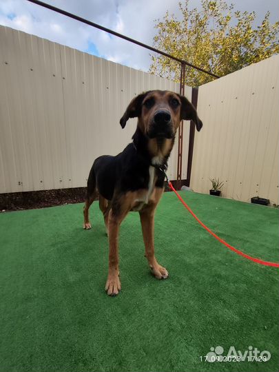 Собака в добрые руки