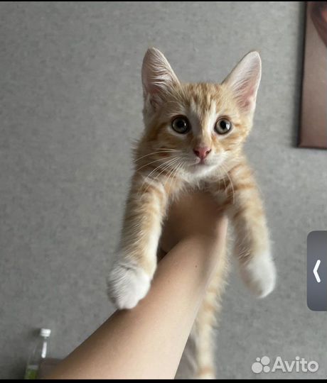 Рыжий котенок в добрые руки