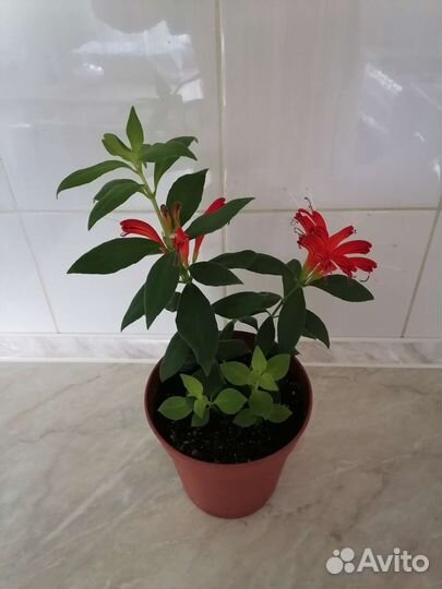 Эсхинантус