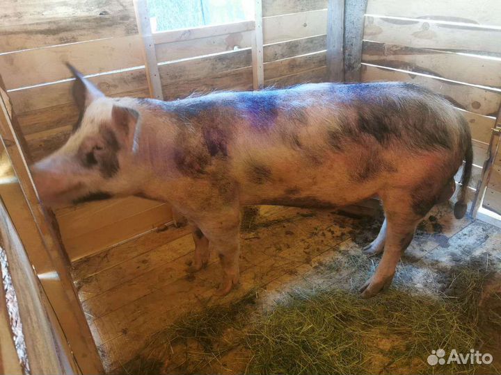 Поросята ландрас пьетрен