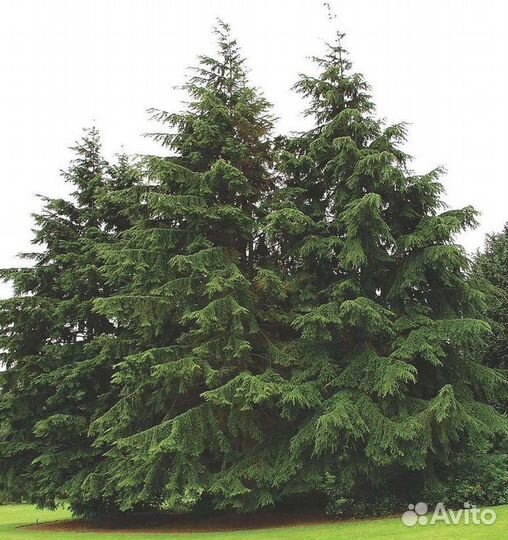 Тсуга канадская, вечнозеленая, семена