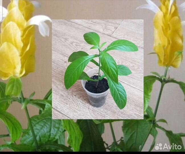 Комнатные цветы