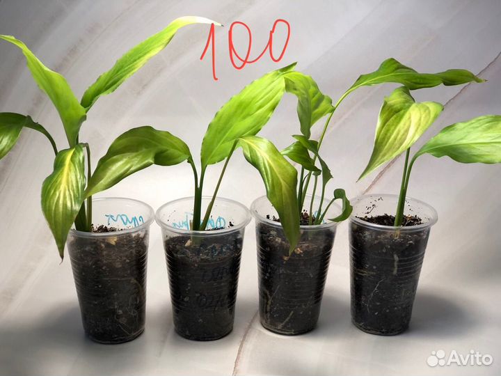 Спатифиллум декабрист