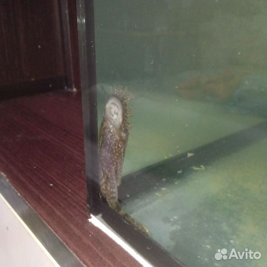 Сомики анциструсы