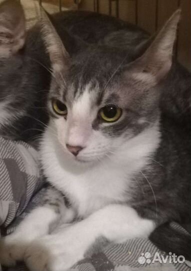 Эгейские кошки