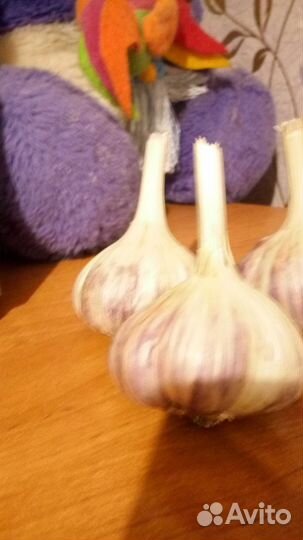 Чеснок на посадку и на еду