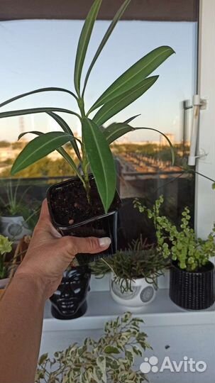 Олеандр белый и розовый,фикус Барок, Сцинд Неон