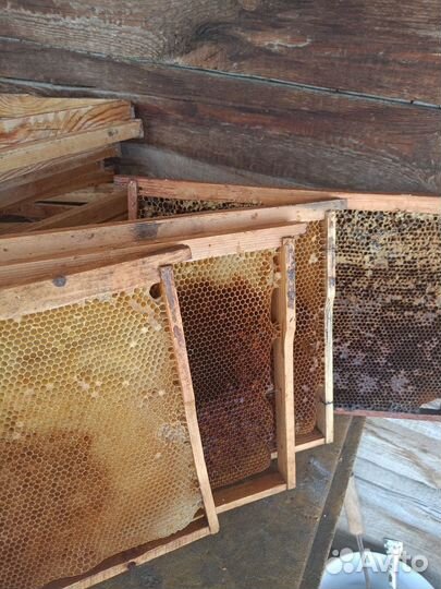 Сушь для пчел