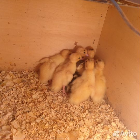 Мускусные утята