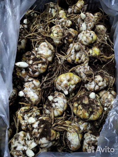 Лилии луковицы оптом