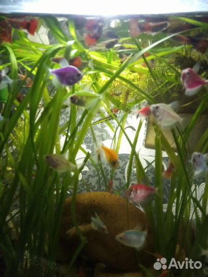 Аквариумные рыбки петушок, гуппи, тернеция