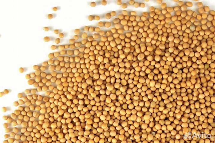 Горчица желтая