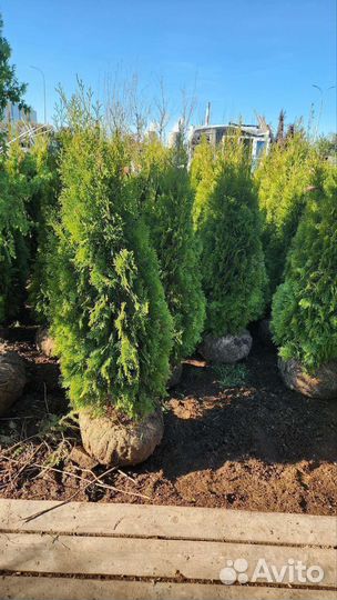 Туя кубанский изумруд