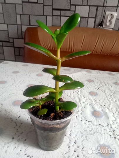 Спатифилум и денежное дерево