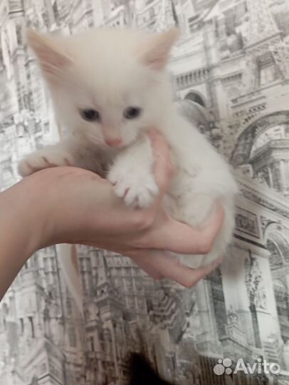 Белая кошечка 1 месяц