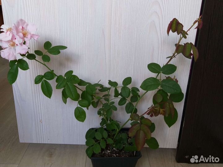 Роза Clair Matin