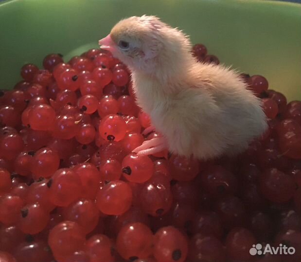 Перепела, цыплята, селадон, серебристый феникс