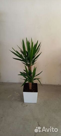 Юкка пальма 2 ствола