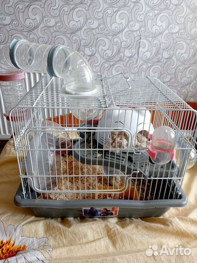 Джунгарский хомяк с клеткой