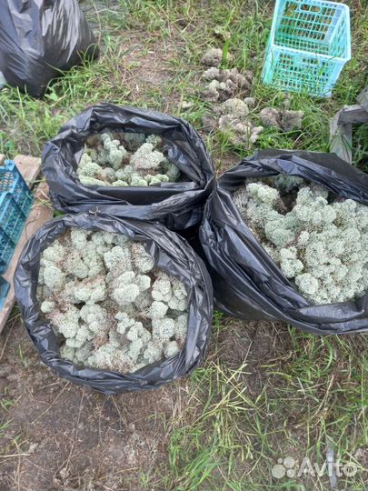 Мох ягель живой