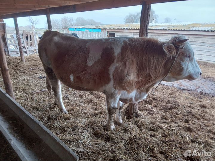 Быки симентал