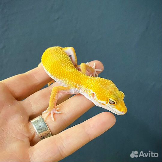 Ящерица Пятнистый леопардовый эублефар