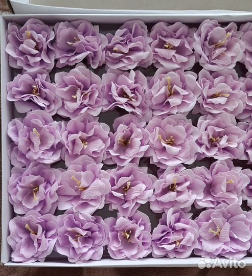 Камелия мыльная