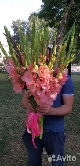 Букет гигант из 35 гладиолусов
