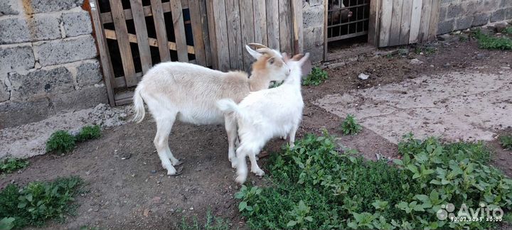 Продаются козлы/козы