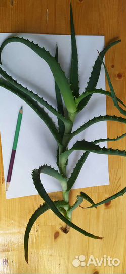 Алоэ столетник, лечебный