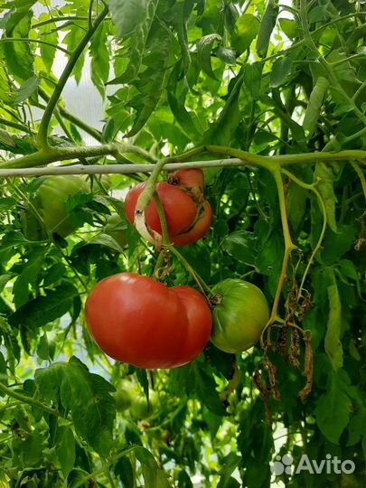 Помидора