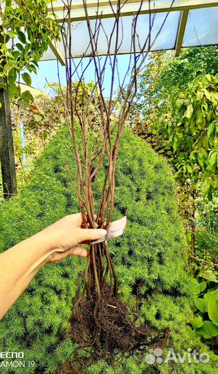 Ирга Звездная ночь