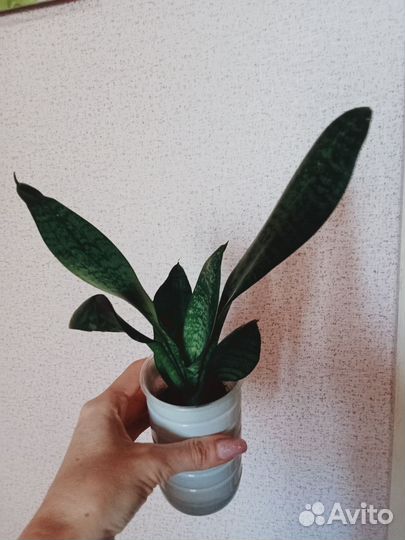 Сансевиерия Ханни