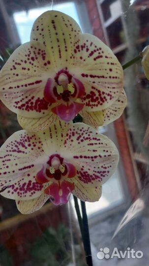 Орхидея фаленопсис