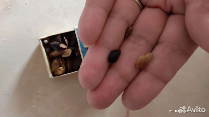 Ракушки для творчества