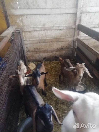 Альпийские козы