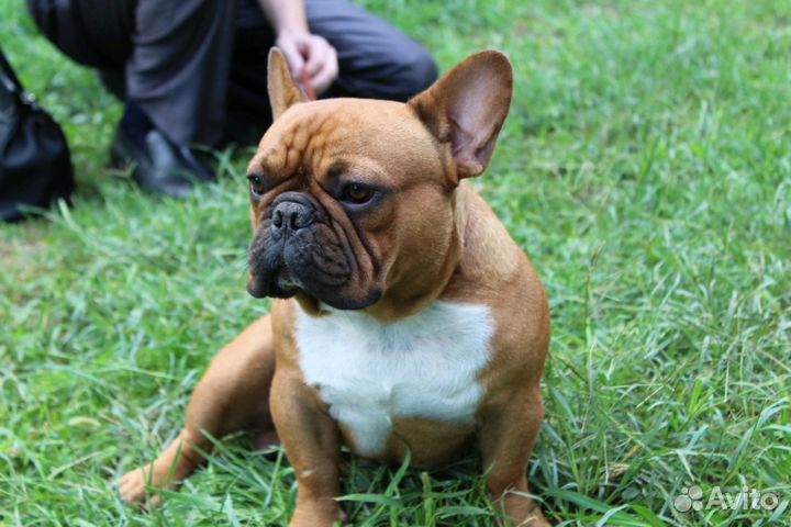 Кобели для вязок