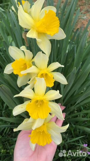 Цветы нарцисс