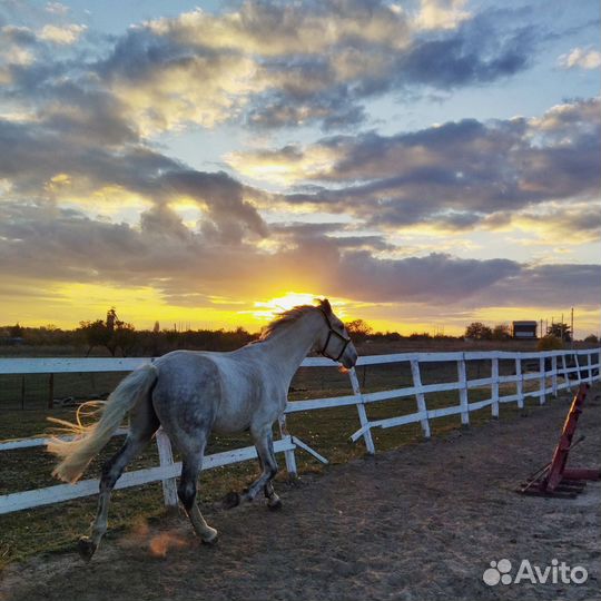 Жеребец орловский рысак