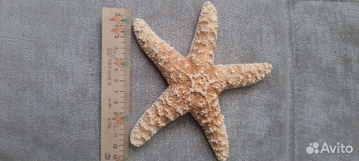 Морская звезда 2 вида