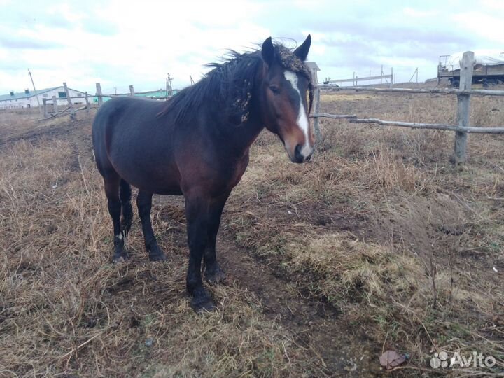 Жеребец на племя