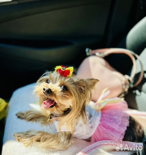 Йоркширский терьер щенки