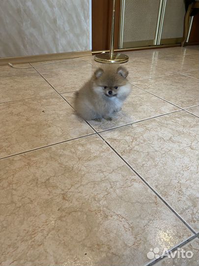 Мини девочка померанского шпица