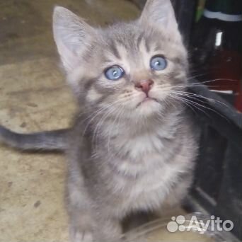 Котята ищут дом