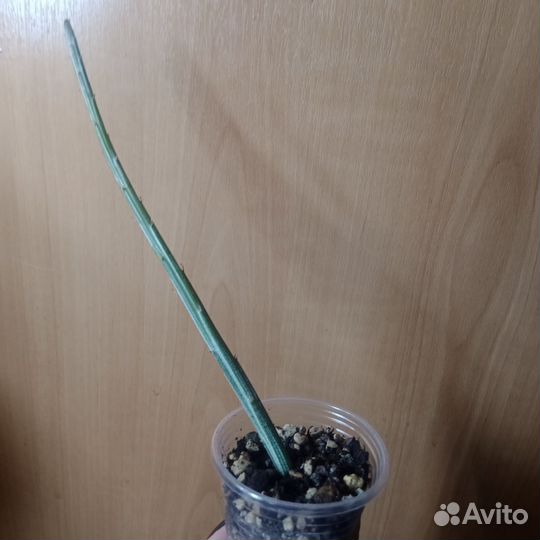 Крестовник стапелиевидный