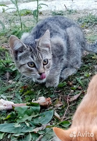 Котята 6 месяцев