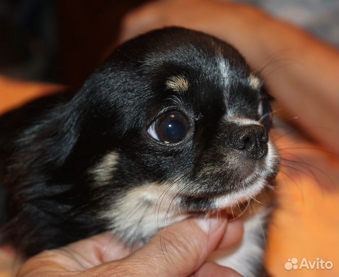 Девочка черно-подпалая