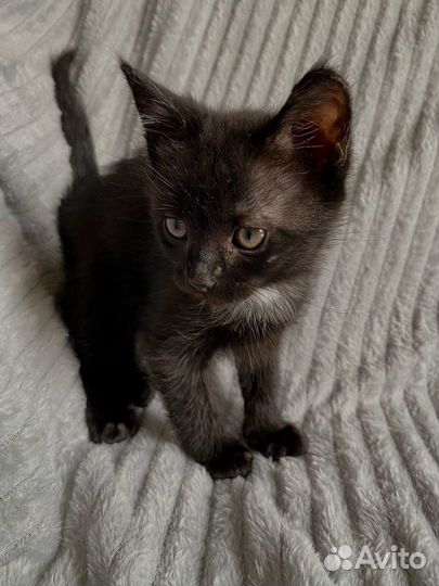 Котята отдам в добрые руки бесплатно